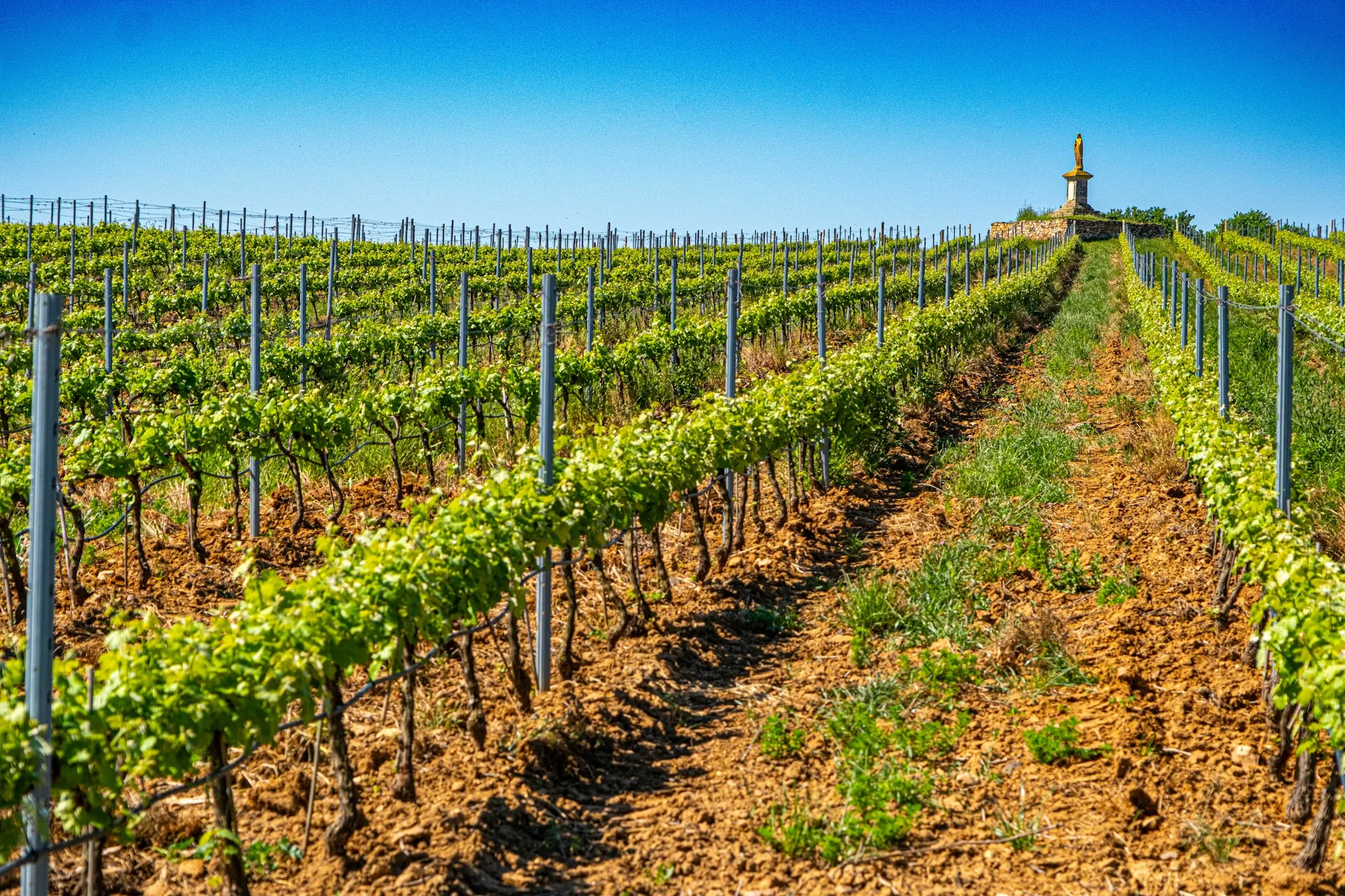 Vineyard rows on a sunny day with a dirt lane